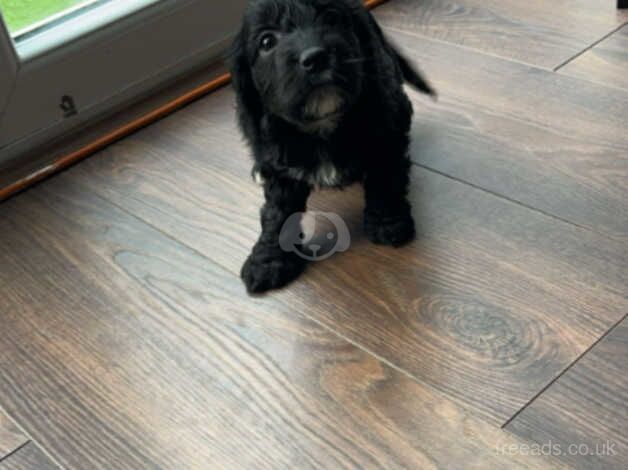 3 female cockapoo puppies for sale in Walsall, West Midlands - Image 2