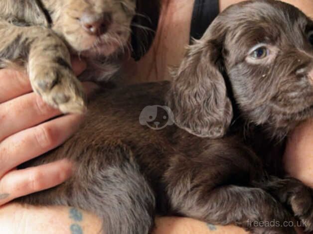 3 female cockapoo puppies for sale in Walsall, West Midlands - Image 3