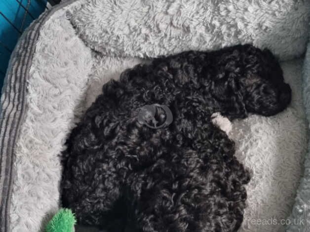 3 female cockapoos for sale in Leicester, Leicestershire - Image 1