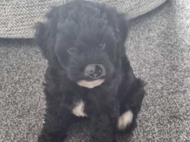 3 female cockapoos for sale in Leicester, Leicestershire - Image 5