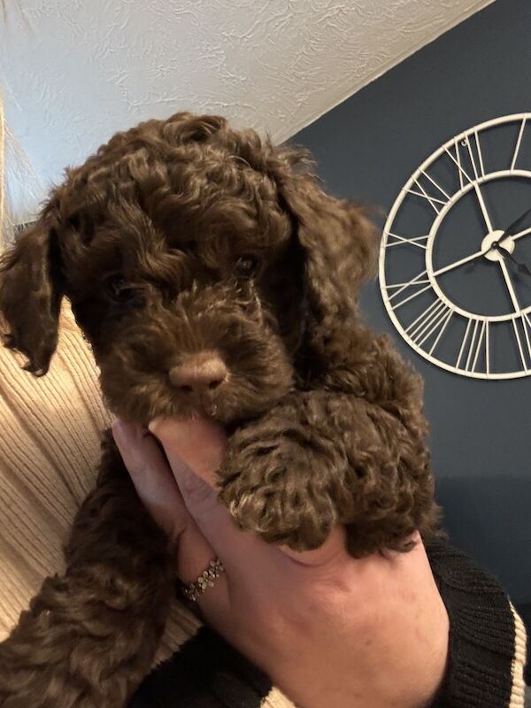 3 gorgeous toy cockapoo x yorkiepoo puppies looking for their new family for sale in Newhaven, East Sussex