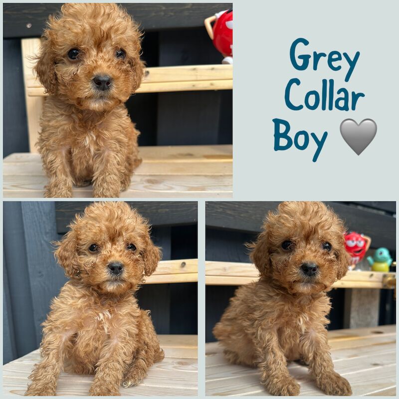 3 LEFT - GORGEOUS FOX RED TOY F1bb COCKAPOO PUPPIES for sale in Barnsley, South Yorkshire