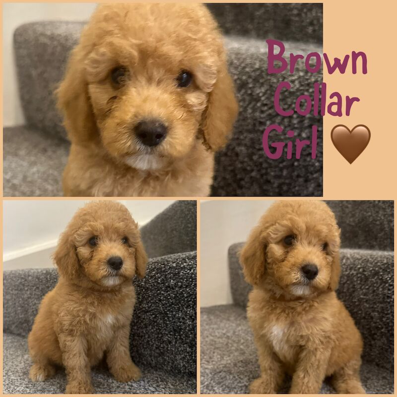 2 LEFT - GORGEOUS FOX RED TOY F1bb COCKAPOO PUPPIES for sale in Barnsley, South Yorkshire - Image 2