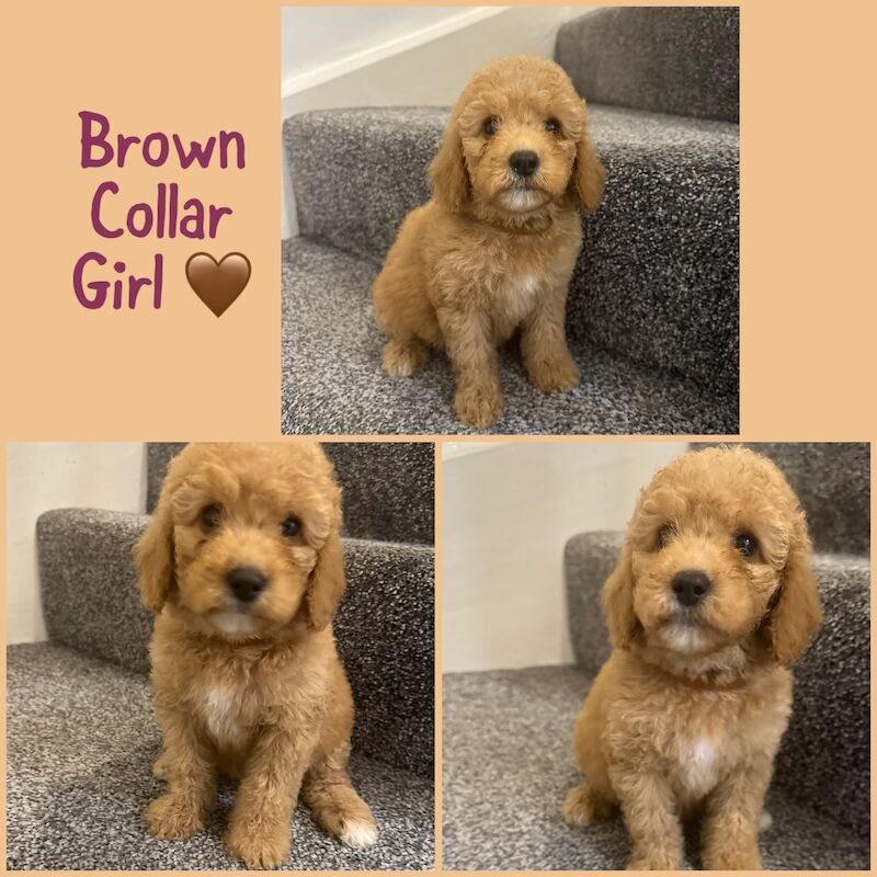 2 LEFT - GORGEOUS FOX RED TOY F1bb COCKAPOO PUPPIES for sale in Barnsley, South Yorkshire - Image 4