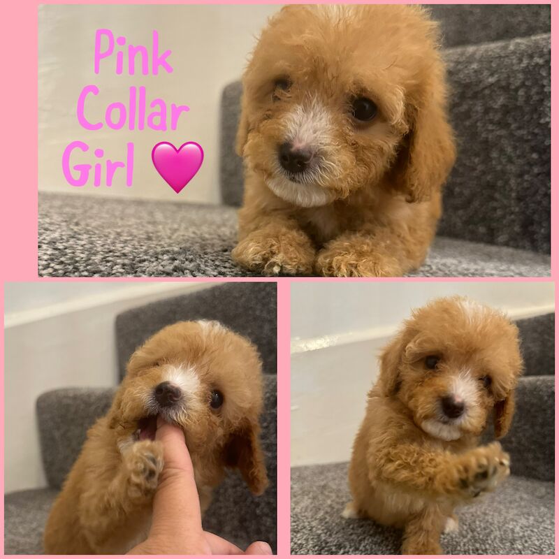 2 LEFT - GORGEOUS FOX RED TOY F1bb COCKAPOO PUPPIES for sale in Barnsley, South Yorkshire - Image 3