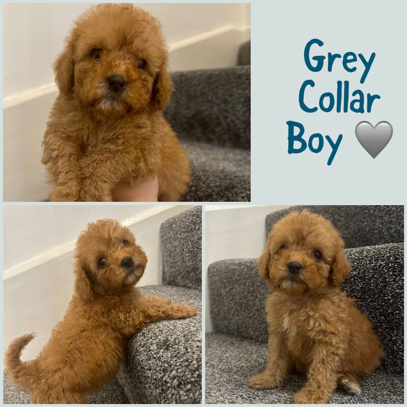 2 LEFT - GORGEOUS FOX RED TOY F1bb COCKAPOO PUPPIES for sale in Barnsley, South Yorkshire - Image 5