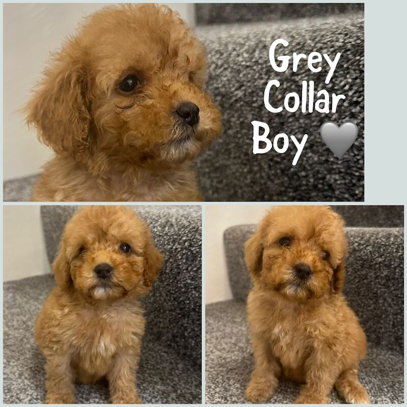 2 LEFT - GORGEOUS FOX RED TOY F1bb COCKAPOO PUPPIES for sale in Barnsley, South Yorkshire - Image 6