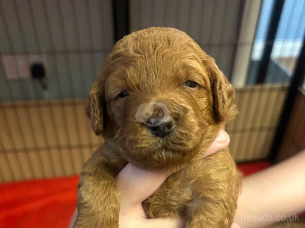 I week old healthy fox red Cockapoo puppies . In Great Yarmouth for sale in Great Yarmouth, Norfolk