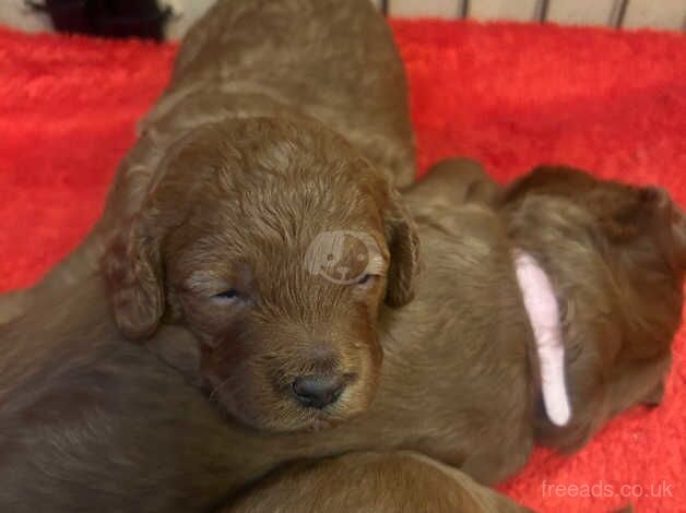 I week old healthy fox red Cockapoo puppies . In Great Yarmouth for sale in Great Yarmouth, Norfolk - Image 2