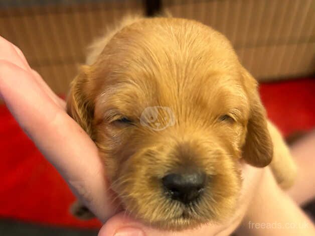 I week old healthy fox red Cockapoo puppies . In Great Yarmouth for sale in Great Yarmouth, Norfolk - Image 3