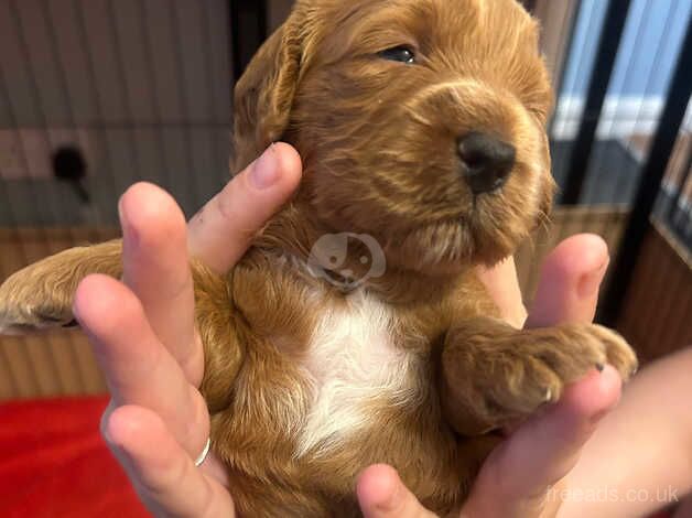 I week old healthy fox red Cockapoo puppies . In Great Yarmouth for sale in Great Yarmouth, Norfolk - Image 4