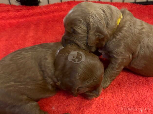 I week old healthy fox red Cockapoo puppies . In Great Yarmouth for sale in Great Yarmouth, Norfolk - Image 5