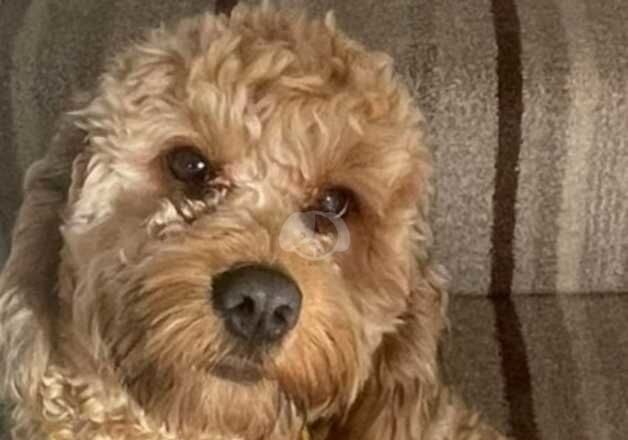 3 year old male Cockapoo for rehoming. for sale in Belfast, Belfast