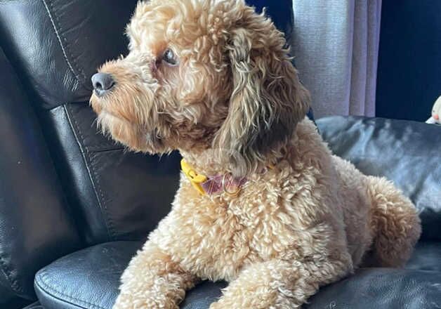 3 year old male Cockapoo for rehoming. for sale in Belfast, Belfast - Image 2