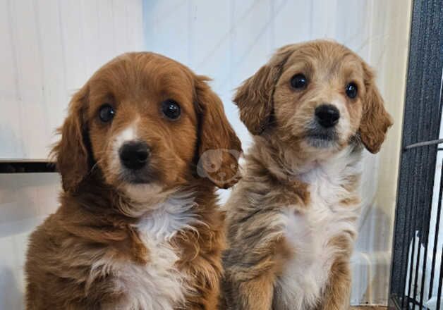 4 beautiful Cockapoo Puppies 2 Girls 2 Boys for sale in Waterlooville, Hampshire