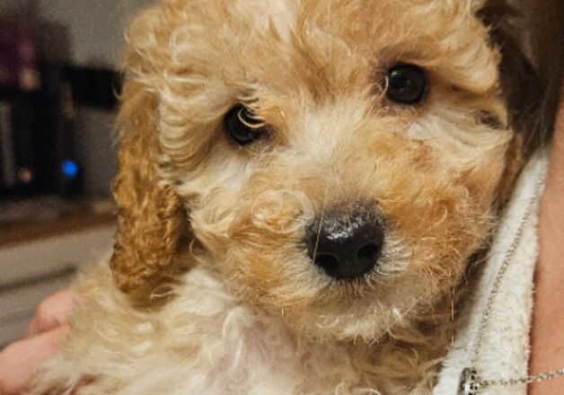 4 beautiful Cockapoo Puppies 2 Girls 2 Boys for sale in Waterlooville, Hampshire - Image 2