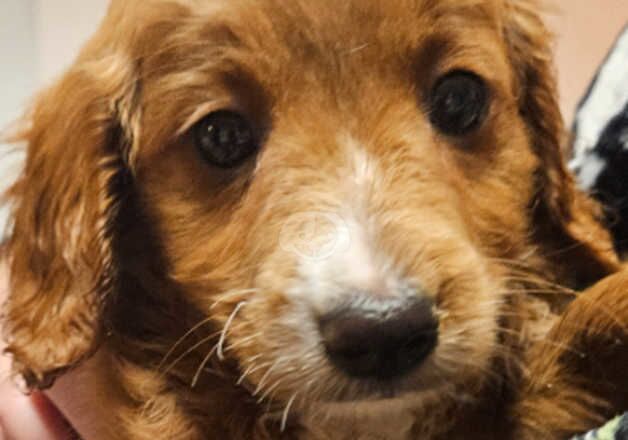 Cockapoo Puppies for sale in Hampshire