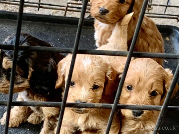 4 beautiful f1 Cockapoo puppies for sale in Hook, East Riding of Yorkshire