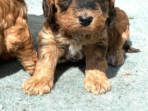 4 beautiful f1 Cockapoo puppies for sale in Hook, East Riding of Yorkshire - Image 2