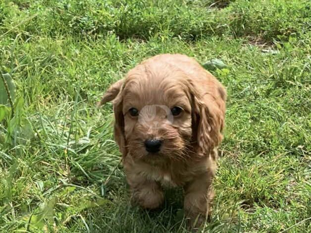 4 beautiful f1 Cockapoo puppies for sale in Hook, East Riding of Yorkshire - Image 3