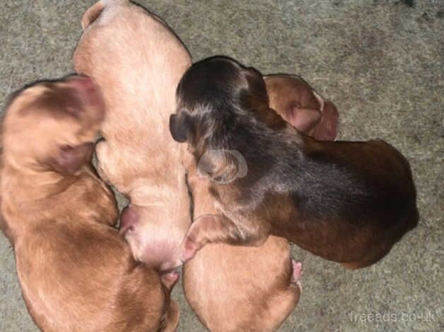 4 beautiful f1 Cockapoo puppies for sale in Hook, East Riding of Yorkshire - Image 4