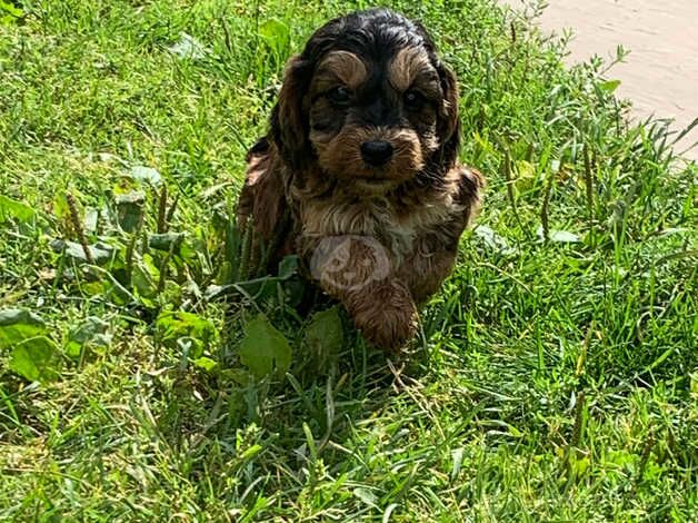 4 beautiful f1 Cockapoo puppies for sale in Hook, East Riding of Yorkshire - Image 5