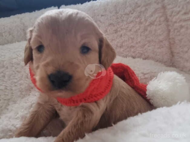 4 beautiful show cockapoo puppies available for sale in Stoke-on-Trent, Staffordshire - Image 1