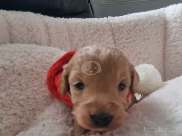 4 beautiful show cockapoo puppies available for sale in Stoke-on-Trent, Staffordshire - Image 2