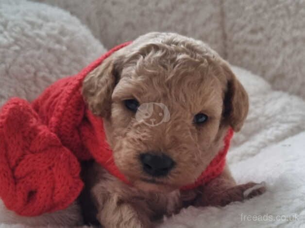 Cockapoo Puppies for sale in Staffordshire