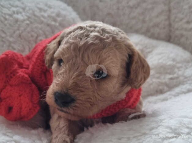 4 beautiful show cockapoo puppies available for sale in Stoke-on-Trent, Staffordshire - Image 4