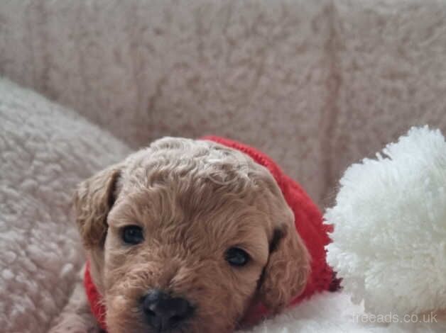 4 beautiful show cockapoo puppies available for sale in Stoke-on-Trent, Staffordshire - Image 5