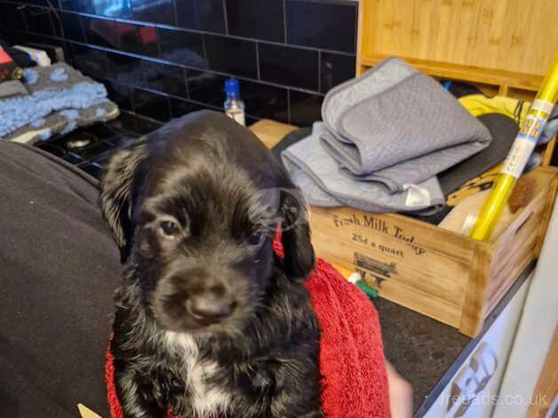 4 cockapoo puppies for sale in Wisbech, Cambridgeshire - Image 2