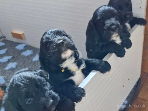 4 cockapoo puppies for sale in Wisbech, Cambridgeshire - Image 3