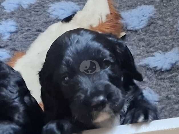 4 cockapoo puppies for sale in Wisbech, Cambridgeshire - Image 4