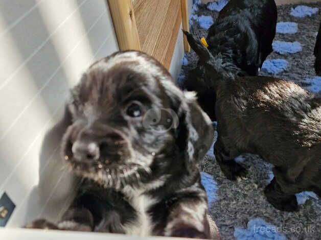 4 cockapoo puppies for sale in Wisbech, Cambridgeshire - Image 5