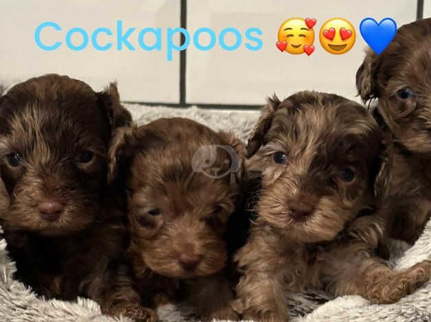 4 delightful Cockapoos AVAILABLE for sale in Clacton-On-Sea, Essex