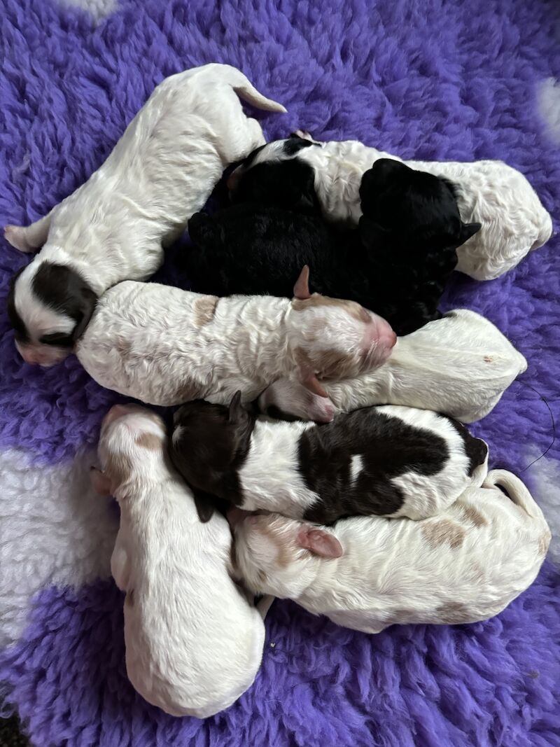 F1 cockerpoos 4 girls 4 boys cockerpoos for sale in Barnsley, South Yorkshire