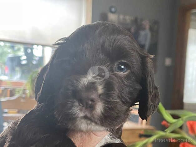 4 gorgeous puppies left for sale in Downham Market, Norfolk - Image 4