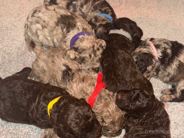 4 left Rare F1bb chocolate/merle cockerpoo puppies for sale in Swansea/Abertawe, Swansea - Image 1