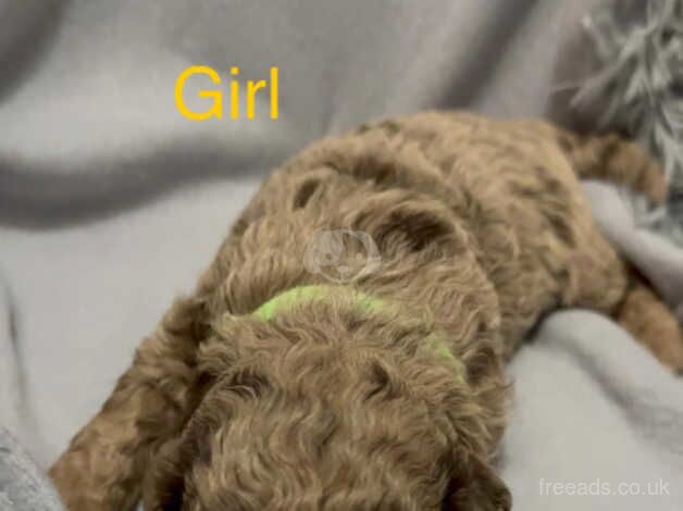 4 left Rare F1bb chocolate/merle cockerpoo puppies for sale in Swansea/Abertawe, Swansea - Image 2