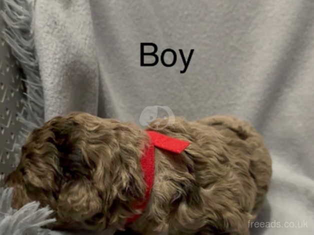 4 left Rare F1bb chocolate/merle cockerpoo puppies for sale in Swansea/Abertawe, Swansea - Image 3