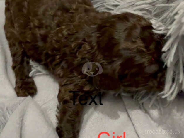 4 left Rare F1bb chocolate/merle cockerpoo puppies for sale in Swansea/Abertawe, Swansea - Image 4