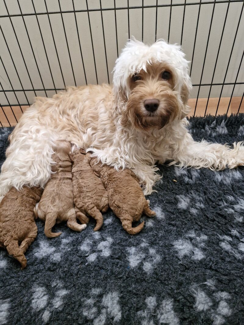 4 Miniature/Toy cockapoo for sale in Droitwich, Worcestershire