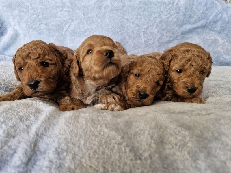 4 Miniature/Toy cockapoo for sale in Droitwich, Worcestershire