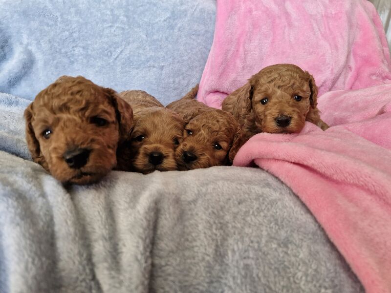 4 Miniature/Toy cockapoo for sale in Droitwich, Worcestershire - Image 2