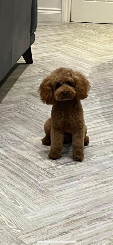 4 Miniature/Toy cockapoo for sale in Droitwich, Worcestershire - Image 3