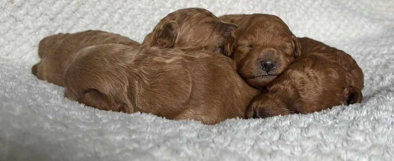 4 Miniature/Toy cockapoo for sale in Droitwich, Worcestershire - Image 5