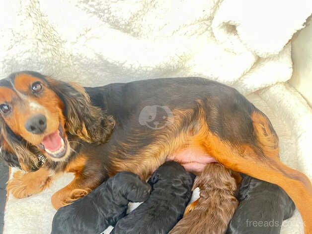 4 perfect cockapoo puppies for sale in Clacton-On-Sea, Essex