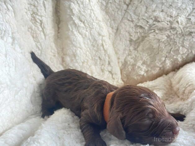 4 perfect cockapoo puppies for sale in Clacton-On-Sea, Essex - Image 2