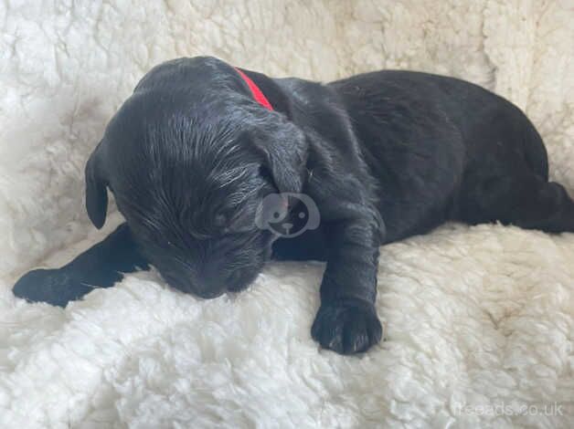 4 perfect cockapoo puppies for sale in Clacton-On-Sea, Essex - Image 4